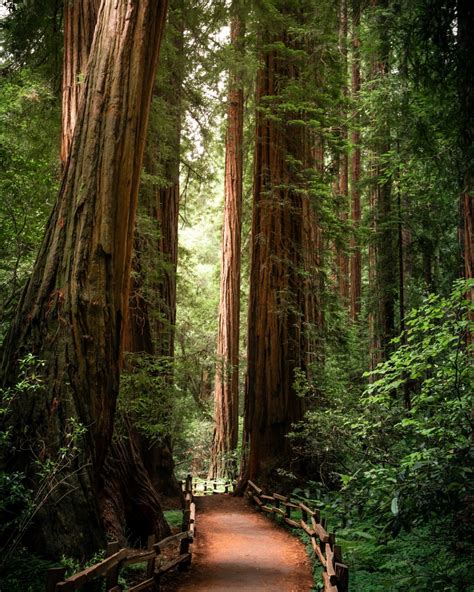 A Giant Redwoods California Guide – Bright Lights of America