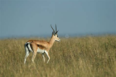 Thomson s Gazelle running stock photo. Image of ethiopia - 10402316