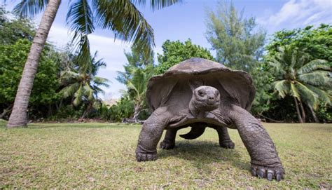 Aldabra Giant Tortoise Baby