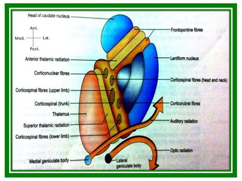 Internal Capsule Anatomy - Anatomical Charts & Posters