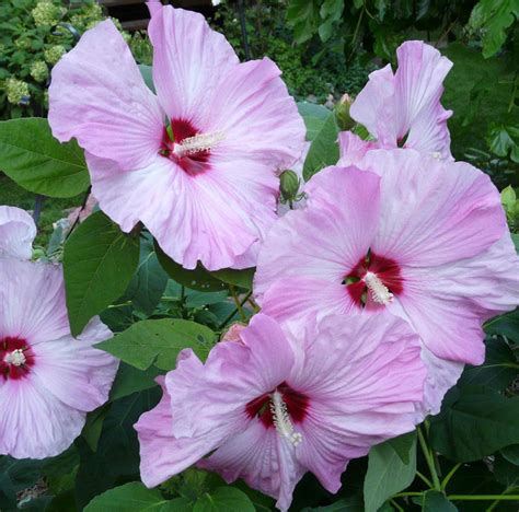 Hardy hibiscus provides great summer color - Stutzmans Greenhouse ...