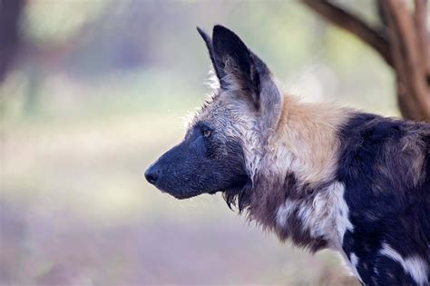 African Wild Dog — Animals — Destination Uganda Travelers