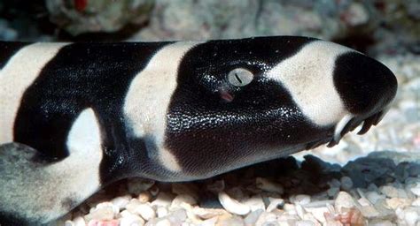 Bamboo Shark – "OCEAN TREASURES" Memorial Library