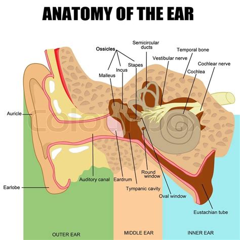 Anatomy of the human ear useful for ... | Stock vector | Colourbox