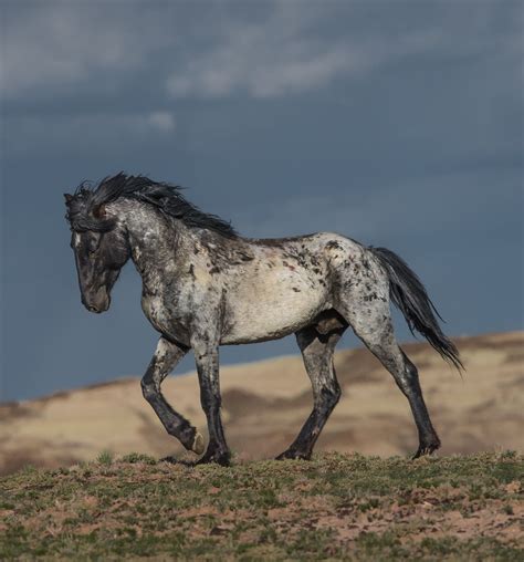 Blue Roan Stallion photo credit to WilsonAxpe Photograghy in 2021 | Wild horses mustangs, Wild ...