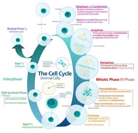 How Does Cell Division Solve the Problem of Increasing Size | Biology Dictionary