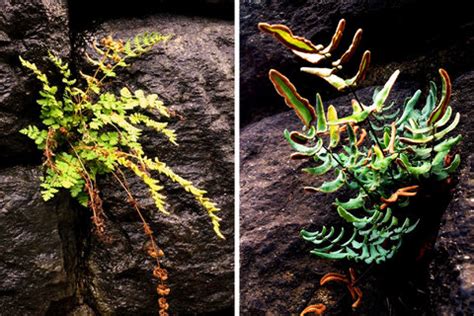 Rare Ferns: Thriving in Fumes and Grime - The New York Times