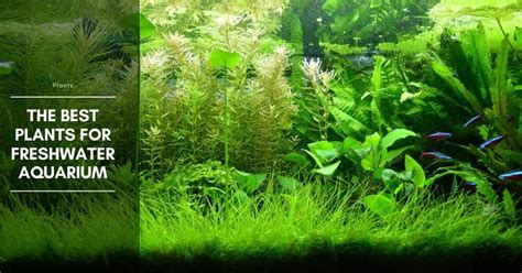 21 Best Plants for Freshwater Aquarium - The Aquarium Adviser