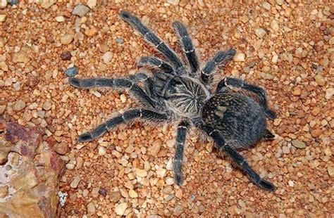 Spiders and spider bites in South Africa: What parents need to know | Parent24