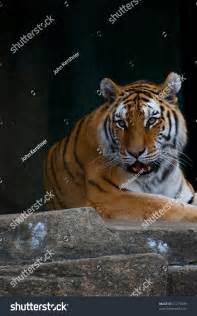 A Tiger Laying On A Rock Stock Photo 21219436 : Shutterstock