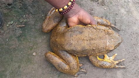 The mission to save the biggest frog on earth - BBC News