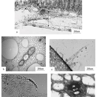 Micrographs of the examined species: a -cross-section of the leaf blade ...