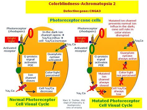 Colorblindness-Achromatopsia 2 | Hereditary Ocular Diseases