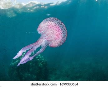 Mauve Stinger Jellyfish Pellagia Noctiluca Floating Stock Photo 1699380634 | Shutterstock