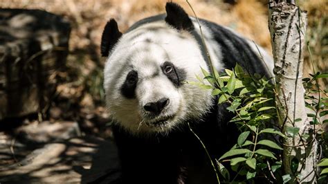 Adelaide Zoo pandas could be replaced | The Advertiser