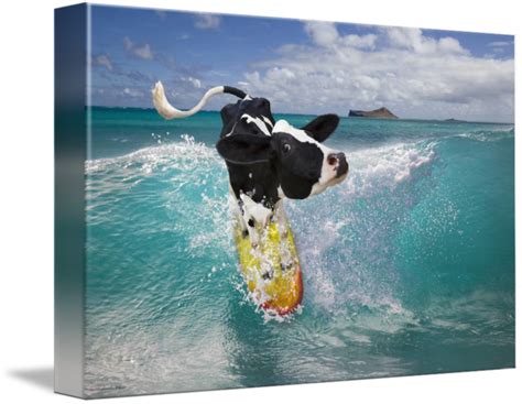 Surfing Holstein cow riding ocean wave in Hawaii by Stephanie Roeser