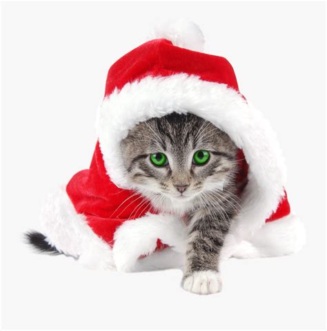 Cute Cat In Santa Hat , Free Transparent Clipart - ClipartKey