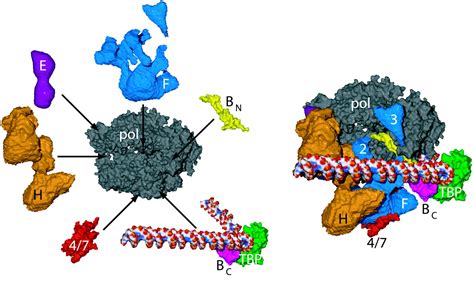 Structural Basis of Transcription: An RNA Polymerase II-TFIIB Cocrystal at 4.5 Angstroms | Science