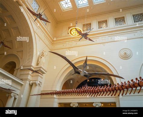 Life-size Quetzalcoatlus and Rhamphorhynchus reconstructions at the Stanley Field Hall, the ...