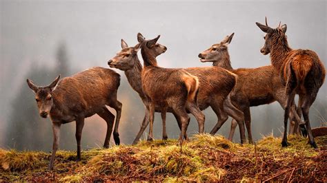 Deer cull gave estate owner a gem of an idea to chew over | Scotland ...