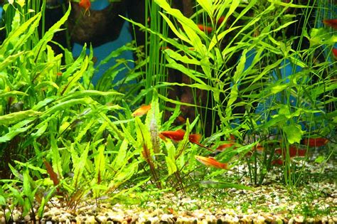 Best Aquarium Plant Fertilizer - Which Aquarium Fertilizer is Best For ...