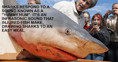 28 Interesting Shark Facts That Will Surprise And Amaze