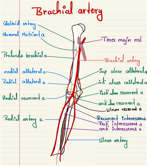 Brachial Artery Brachial Arteries Medical | Images and Photos finder