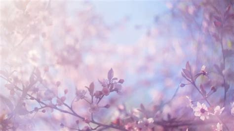 Bloom of the Sakura in Japan image - Free stock photo - Public Domain ...