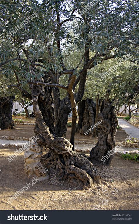 Olive Tree Garden Gethsemane Garden Gethsemane Stock Photo 66157042 ...