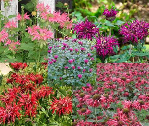 Bee Balm Panorama Mix Monarda Didyma Seeds