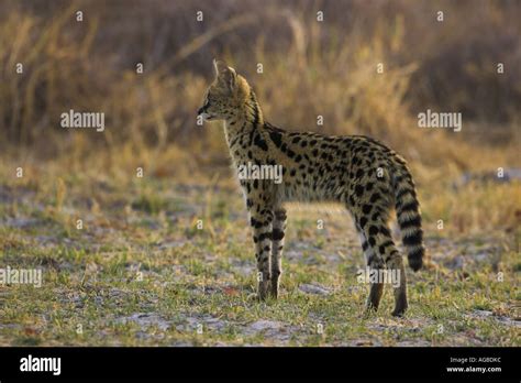 Serval hunting for small rodents Serval felis Stock Photo - Alamy