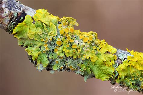 Patterns on Bark and Stone (Lichens) - Robert Thompson ...