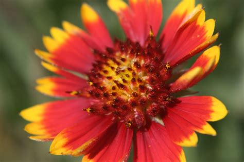 Southern Belle's Adventures: Montana Wildflowers (Macro)