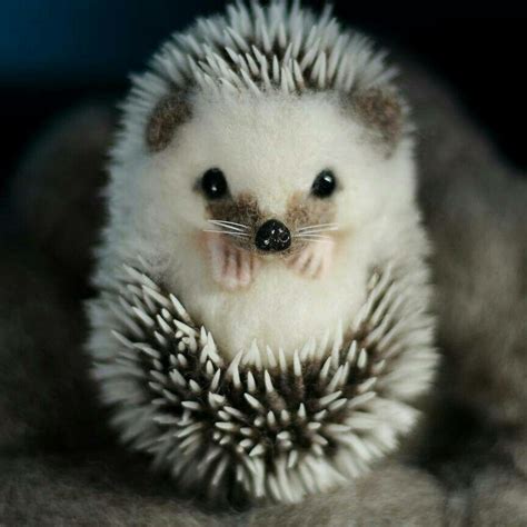 Curled Hedgehog | Cute wild animals, Cute animals, Cute baby animals