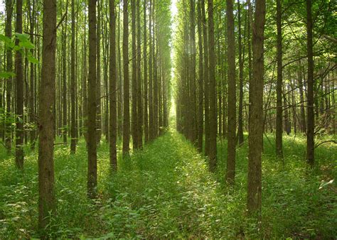 Sweetgum trees aid hardwood growth | Mississippi State University ...