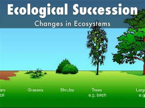 Primary Succession Science Notes