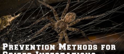 Prevention Methods for Spider Infestations - Rest Easy Heat