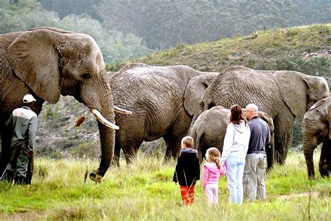 The Knysna Elephant Park was the first facility in South Africa to ...