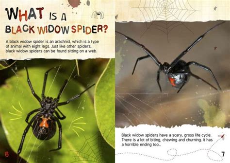 The Gross Life Cycle of a Black Widow Spider by William Anthony ...