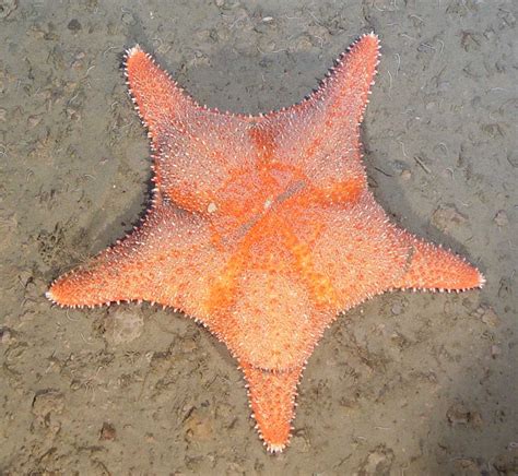 The Echinoblog: Deep-Sea Coral Starfish PREDATORS! New Genus! New Species! Deep-sea Corals ...