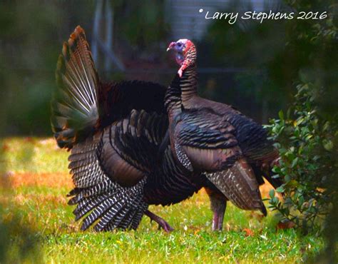 Osceola Turkey Photo’s | Florida Turkey