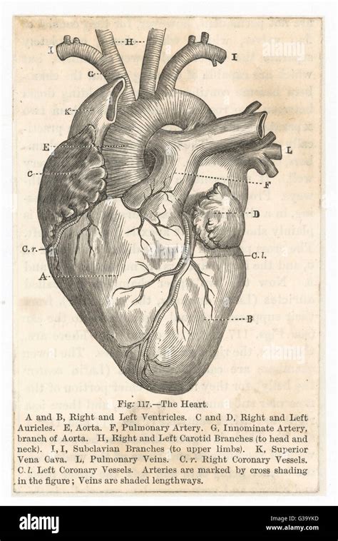 Human heart diagram hi-res stock photography and images - Alamy