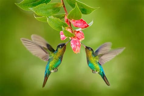 Hummingbird birds with pink flowe - Stock Image - Everypixel