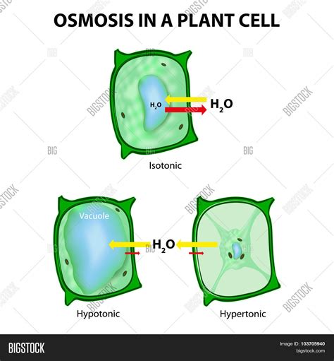 Osmosis Plant Cell Vector & Photo (Free Trial) | Bigstock