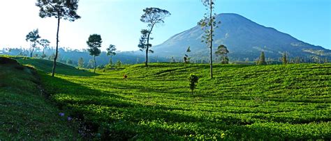 Perkebunan Teh – Paket Wisata Dieng terbaik 2024