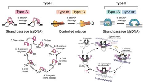 Topoisomerase - Definition, Structure, Types, Functions, Mechanism - Biology Notes Online