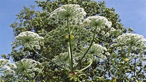 The UK is being gripped by a Giant Hogweed infestation | Gardeningetc