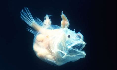 Scary Anglerfish Stock Illustrations 168 Scary Angler - vrogue.co