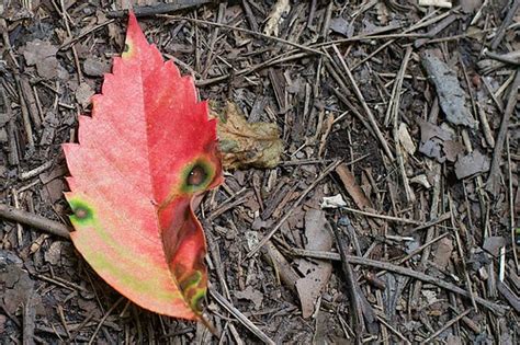 Evil Eye Leaf | Evil Eye Leaf | Alan Levine | Flickr