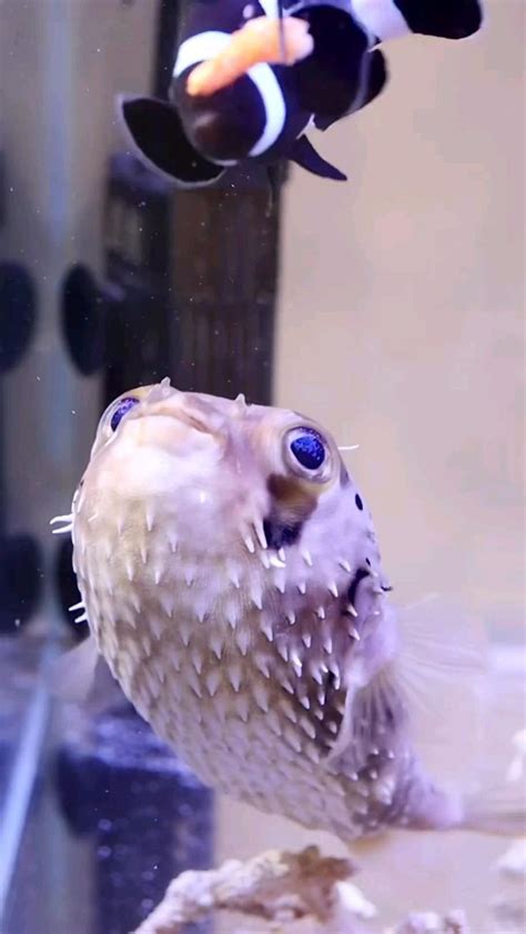 Pufferfish eating | Niedliche tiere, Tiefsee, Tiere